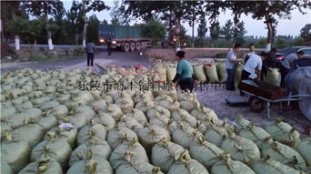 200噸飼料棗、爛棗、棗皮批發 樂陵市海豐飼料原料銷售中心價格優勢與產品實拍